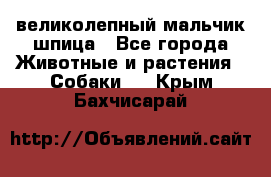 великолепный мальчик шпица - Все города Животные и растения » Собаки   . Крым,Бахчисарай